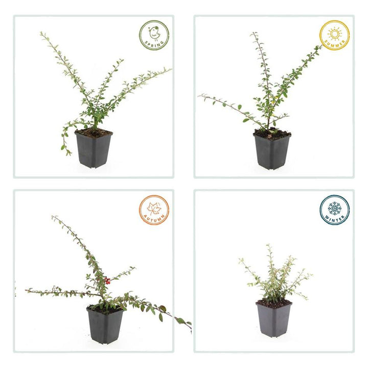 24x Cotoneaster 'Coral Beauty' Ground Cover - 10-25cm - Ø9cm Pots