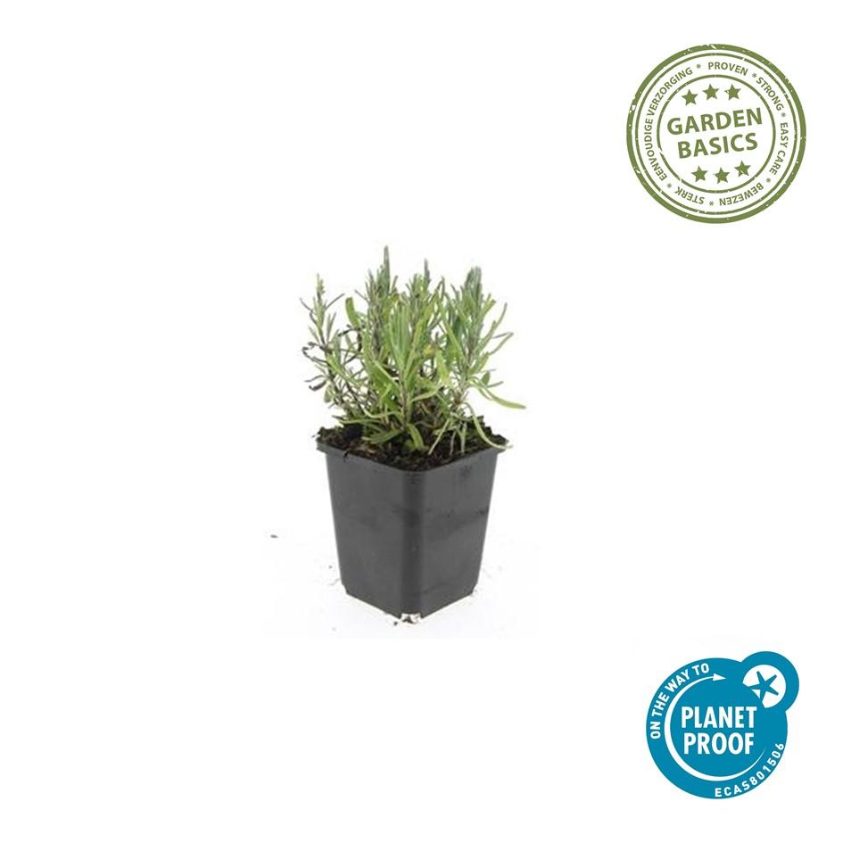 40x Lavandula 'Munstead' Lavender Plants - Compact Purple 10-25cm