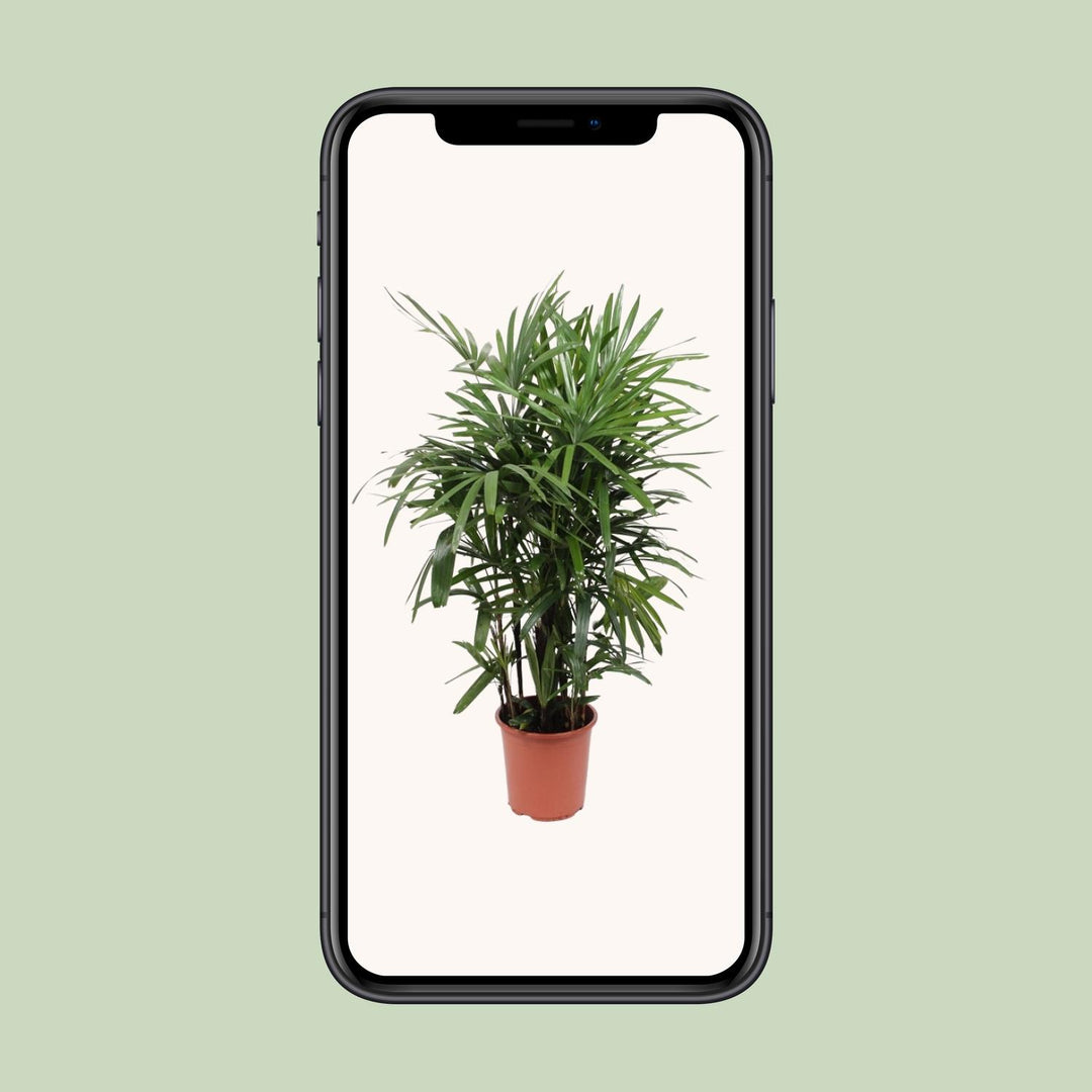 Rhapis Excelsa Lady Palm 120cm - Air Purifying Indoor Plant