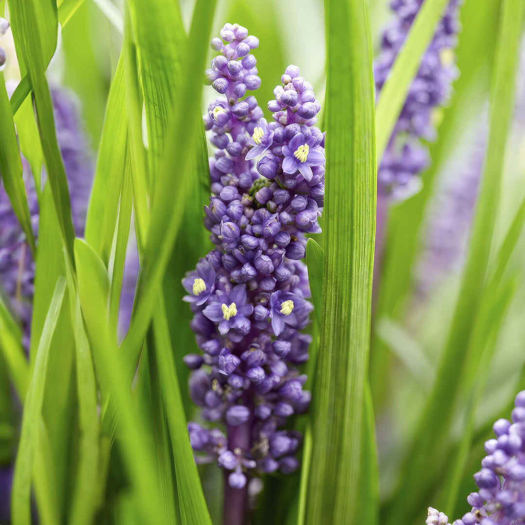 40x Liriope Big Blue - Evergreen Ground Cover - Purple Flowers