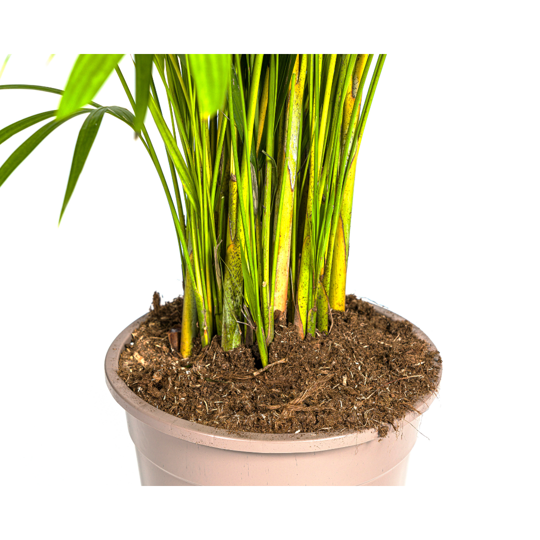 Dypsis Areca lutescens plant in a light-colored pot, featuring vibrant green stems and lush foliage.