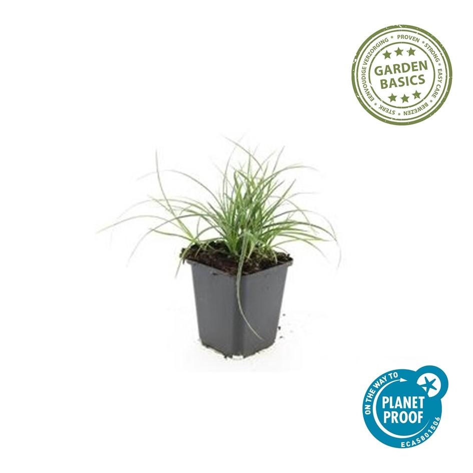 24x Luzula Nivea Snow Grass - Evergreen Silver Foliage - 10-25cm