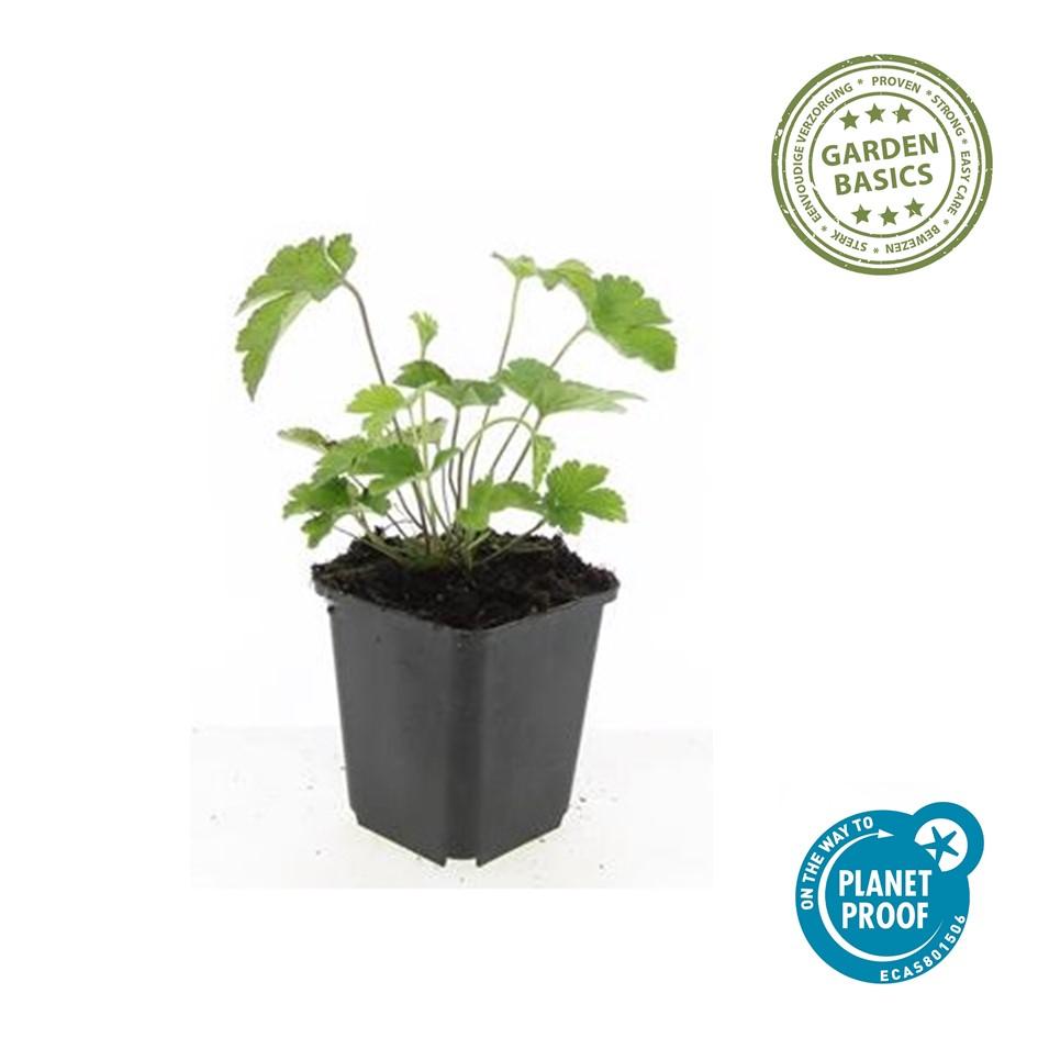 24x Anemone 'Robustissima' Purple-Blue Perennial - 10-25cm Ø9cm