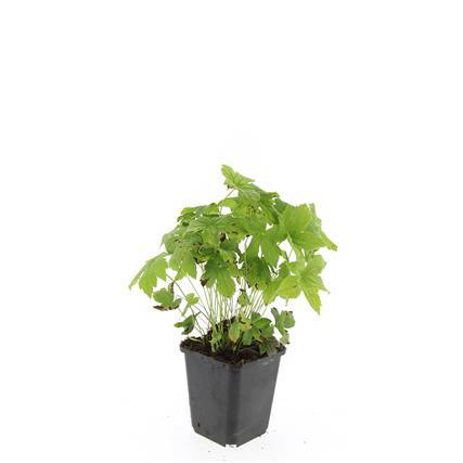 24x Geranium nodosum Purple - Hardy Ground Cover - 10-25cm