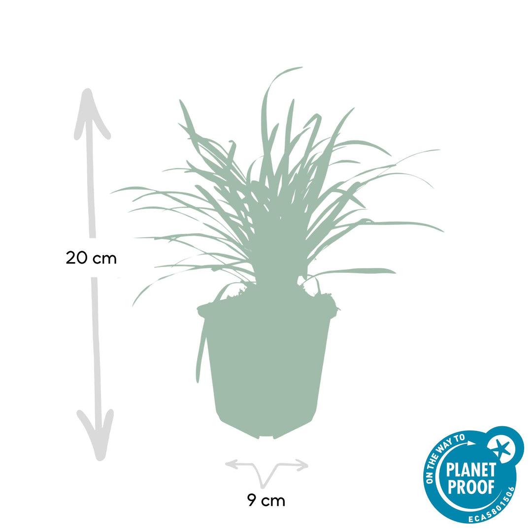 Liriope Muscari Big Blue groundcover plants with vibrant purple flowers from Everspring