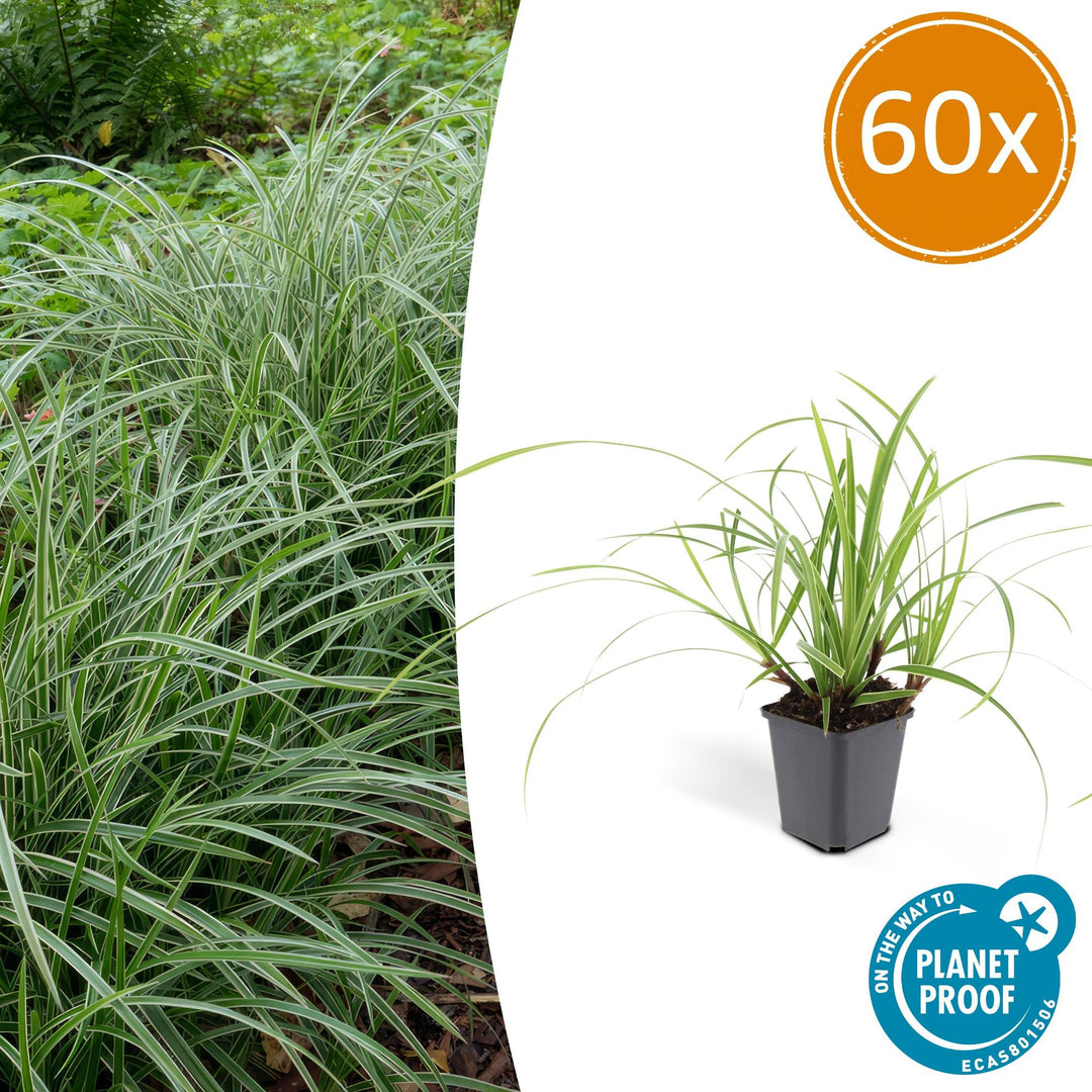 Carex Morrowii Ice Dance evergreen grass with slender green leaves and creamy white edges, ideal for groundcover