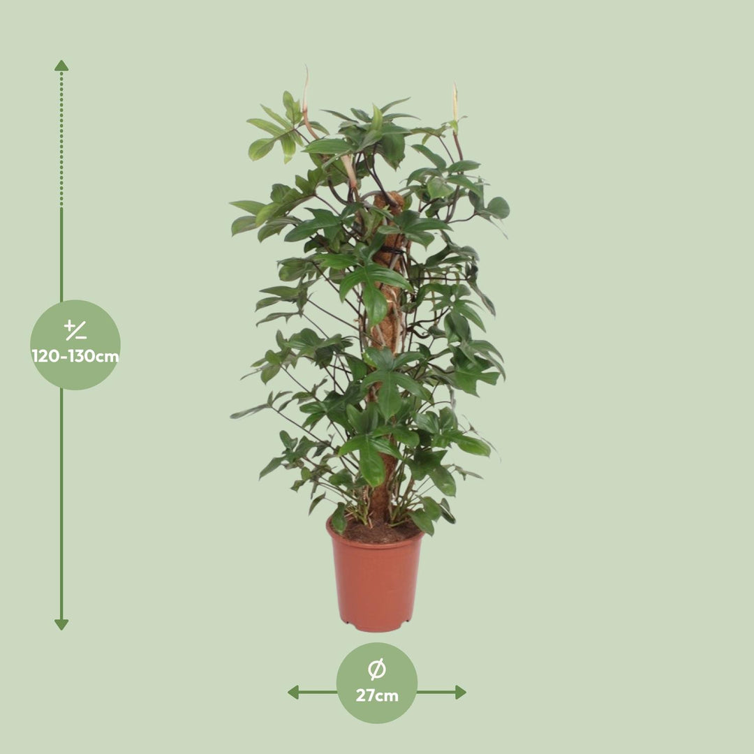 Philodendron Pedatum indoor plant in a 27cm pot, 130cm tall, featuring lush green leaves, ideal for beginners.