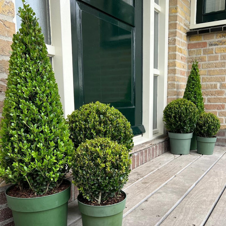 Ilex Crenata Pyramide 55cm | Evergreen Pyramid Topiary | Ø 21cm