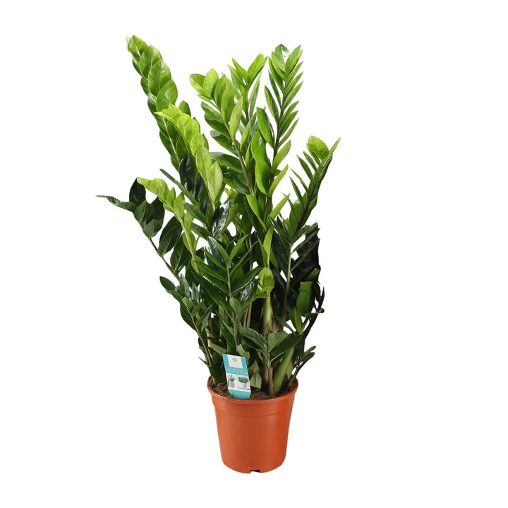ZZ Plant (Zamioculcas Zamiifolia) in a 21cm pot, 95cm tall, glossy green leaves, suitable for bedrooms, by Everspring