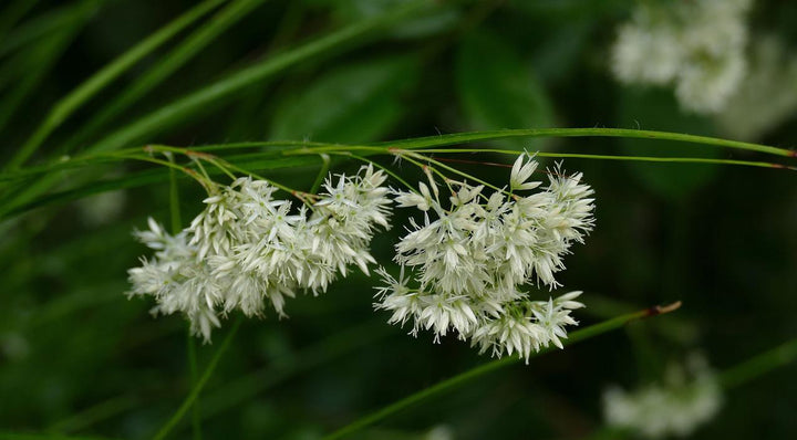 24x Luzula Nivea Snow Grass - Evergreen Silver Foliage - 10-25cm
