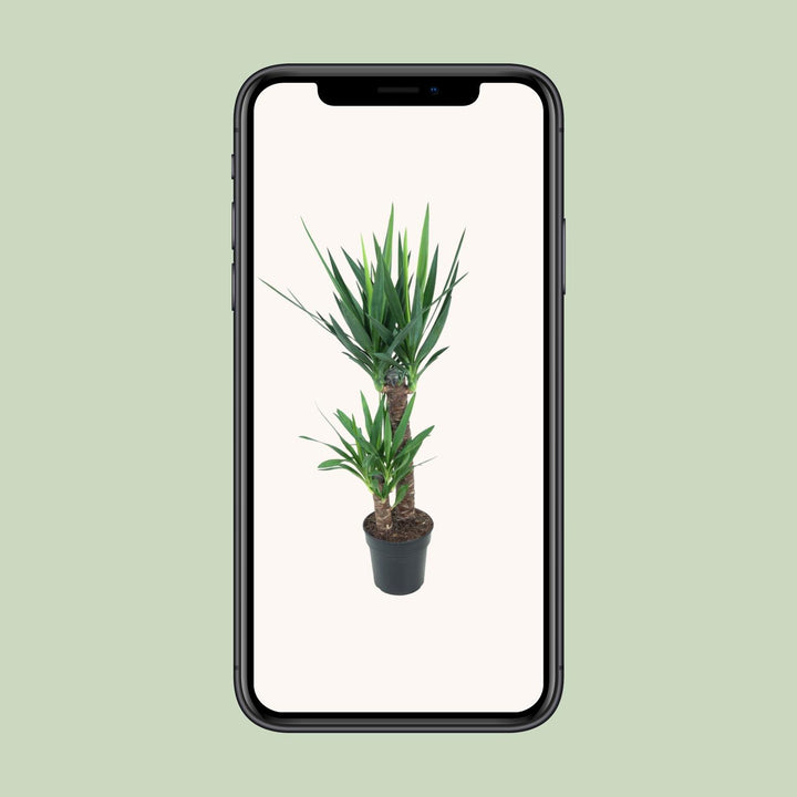 Yucca Elephantipes 100cm – Low-Maintenance Air Purifying Indoor Plant