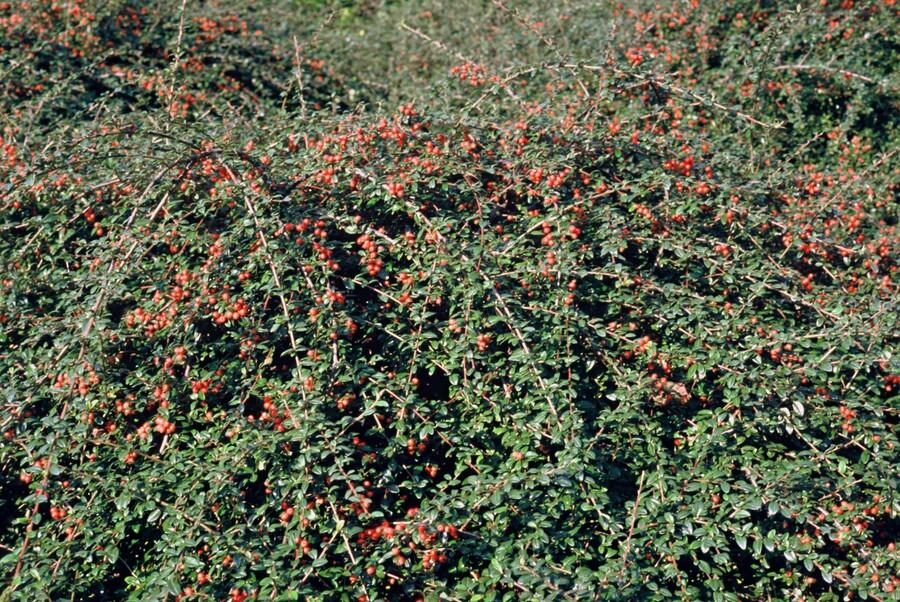 24x Cotoneaster 'Coral Beauty' Ground Cover - 10-25cm - Ø9cm Pots