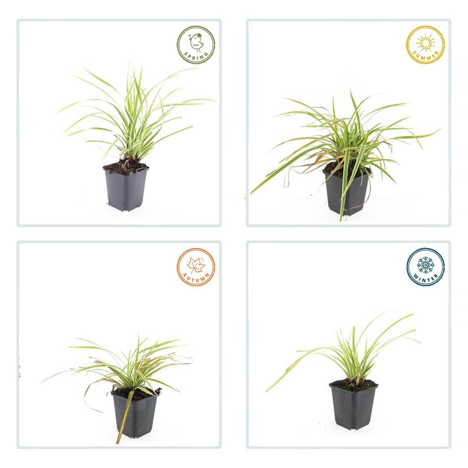 24x Carex morrowii 'Aureovariegata' - Variegated Japanese Sedge - 10-25cm