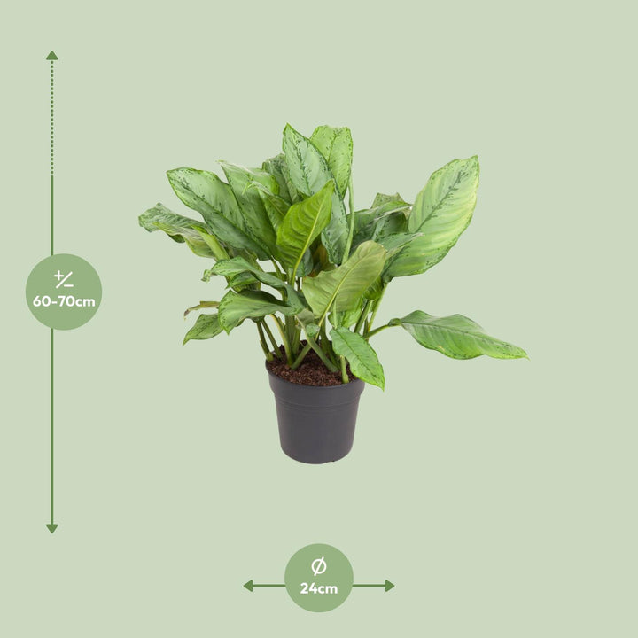 Aglaonema Chinese Evergreen indoor plant in 24cm pot, vibrant green leaves, 70cm tall, by Everspring.