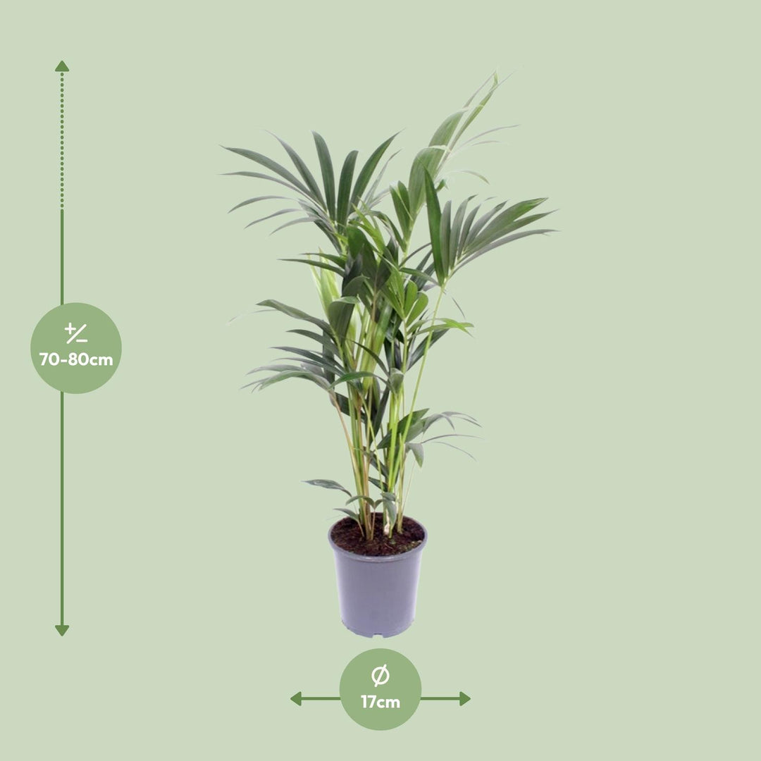 Kentia Palm Plant 75cm - Howea Forsteriana Indoor Air Purifying
