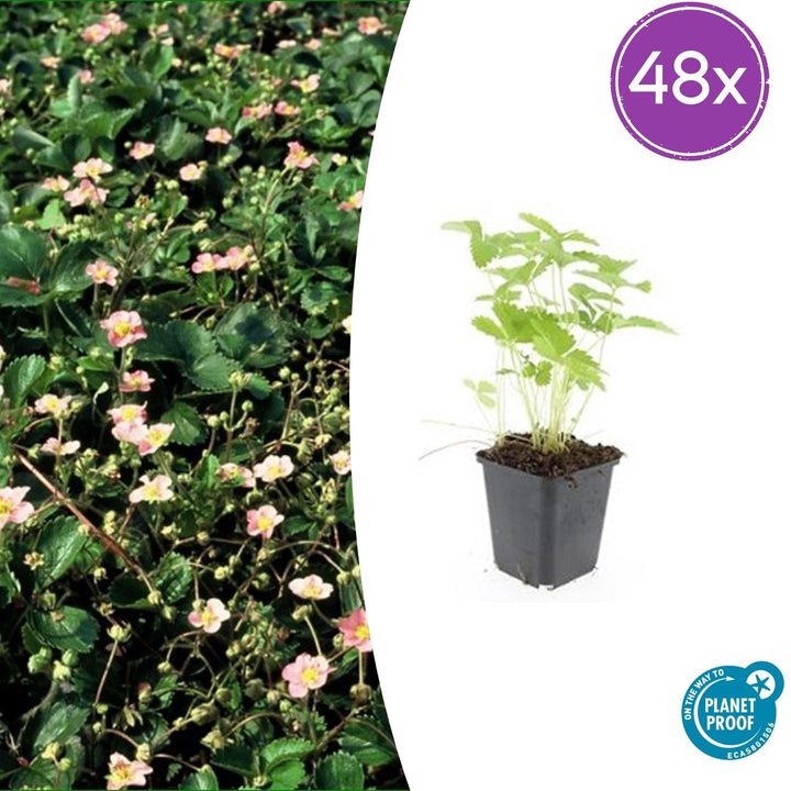 48 Fragaria vesca plants in 9cm pots, height 10-25cm, vibrant green foliage from Everspring