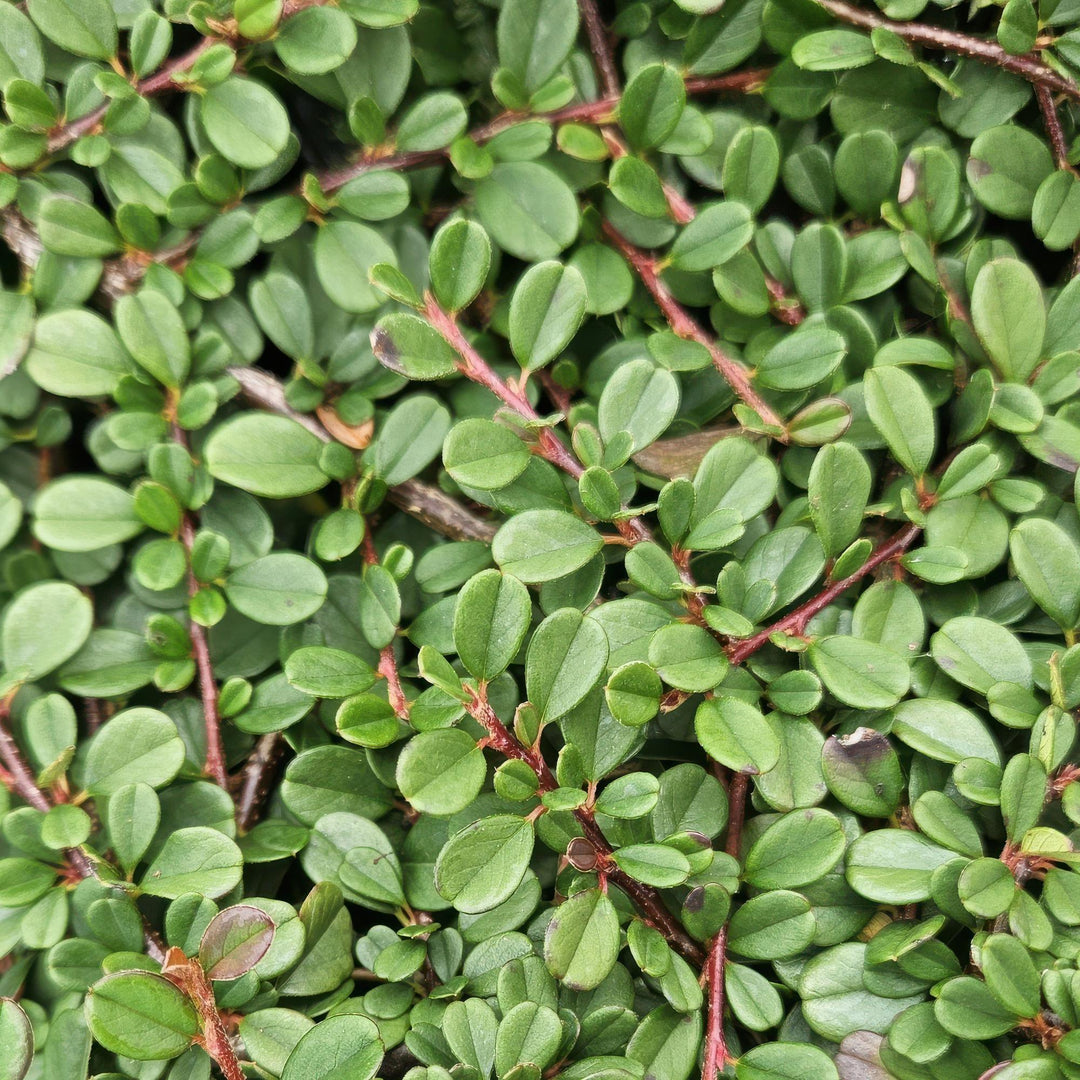 24x Cotoneaster 'Streib's Findling' Ground Cover - 10-25cm - Ø9cm