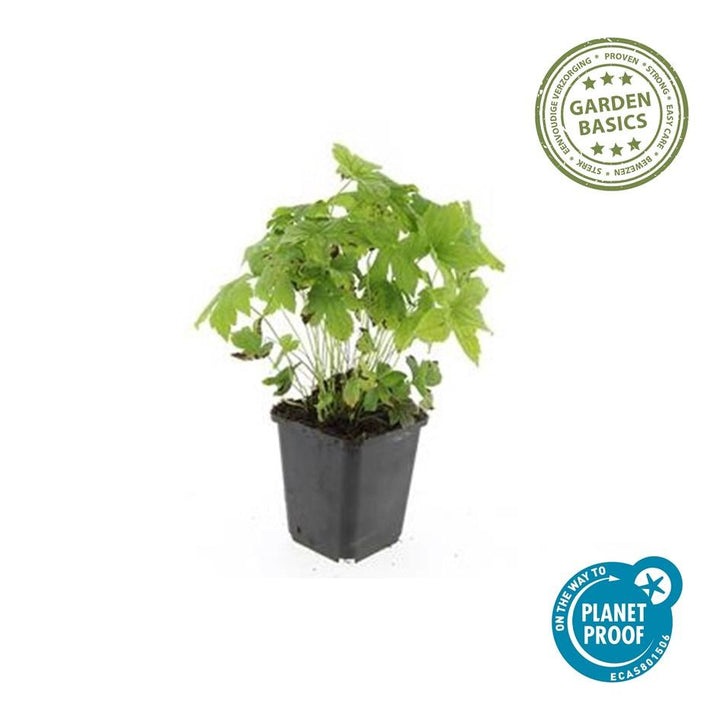 24x Geranium nodosum Purple - Hardy Ground Cover - 10-25cm