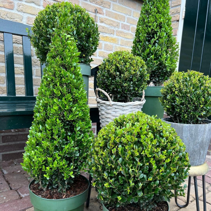 Ilex Crenata Pyramide 55cm | Evergreen Pyramid Topiary | Ø 21cm