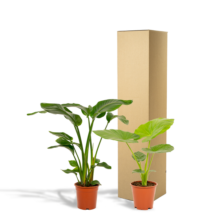 Strelitzia Nicolai (Giant Bird of Paradise): Majestic, Lush & Easy Care!