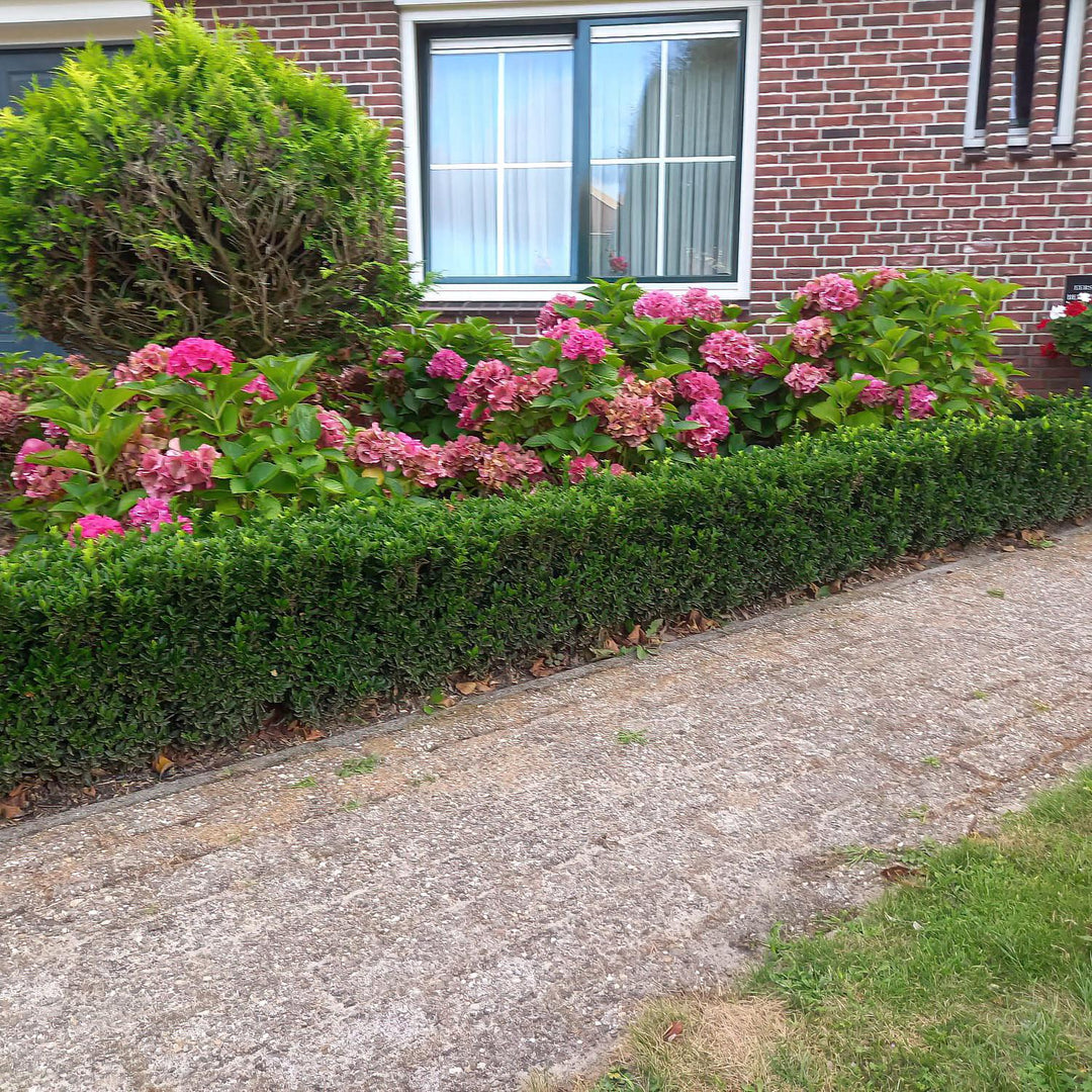 24x Euonymus Green Spire - Evergreen Boxwood Substitute - 10-25cm