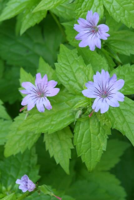 24x Geranium nodosum Purple - Hardy Ground Cover - 10-25cm