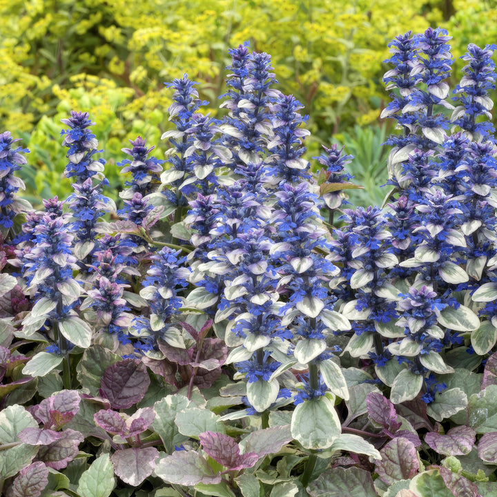 24x Ajuga reptans 'Burgundy Glow' Ground Cover - 10-25cm - Ø9cm