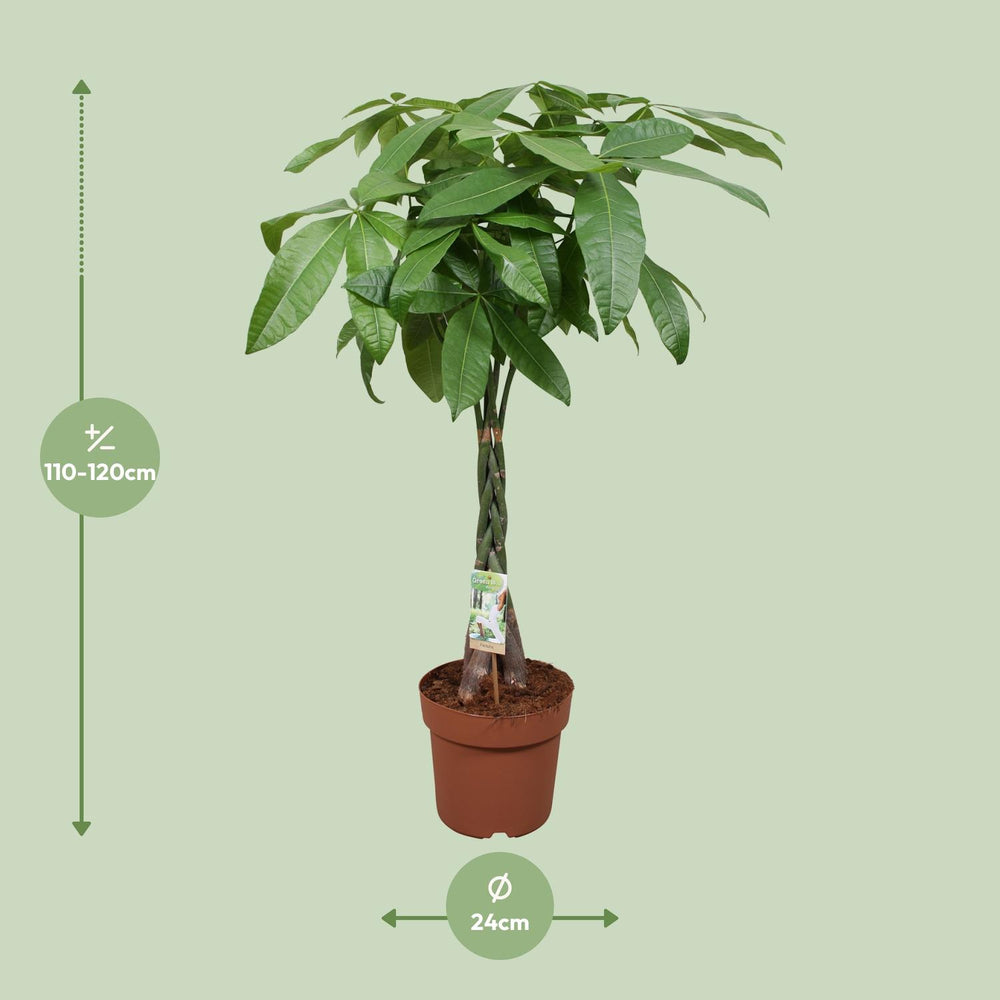120cm Pachira Aquatica Money Tree plant with braided trunk in a decorative pot by Everspring