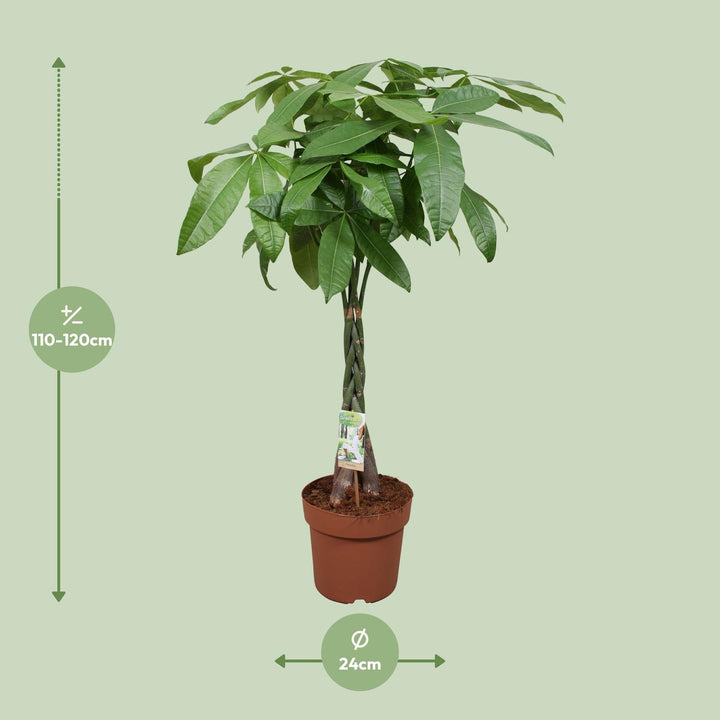 120cm Pachira Aquatica Money Tree plant with braided trunk in a decorative pot by Everspring