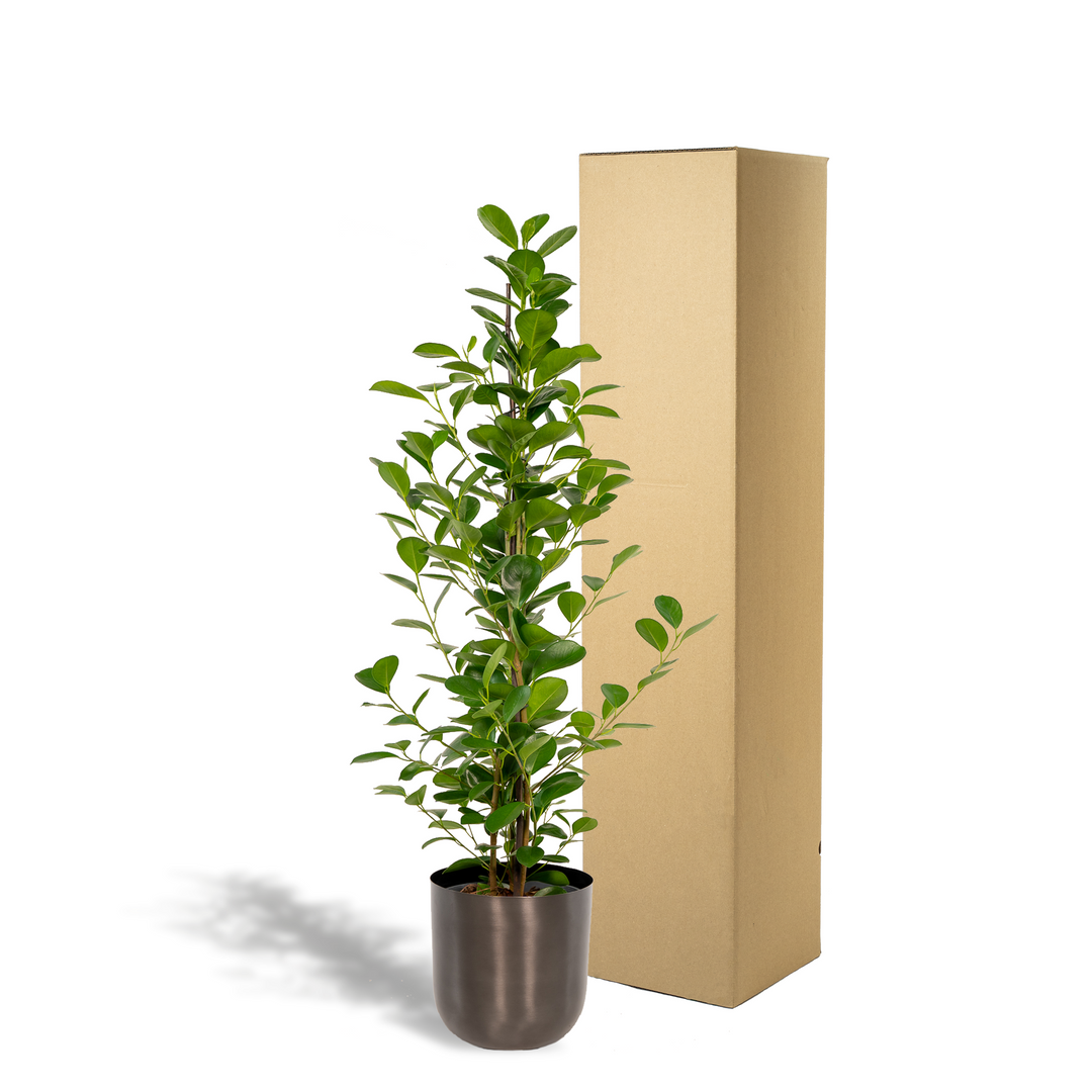 Ficus Microcarpa Moclame 95cm - Air Purifying Indoor Plant