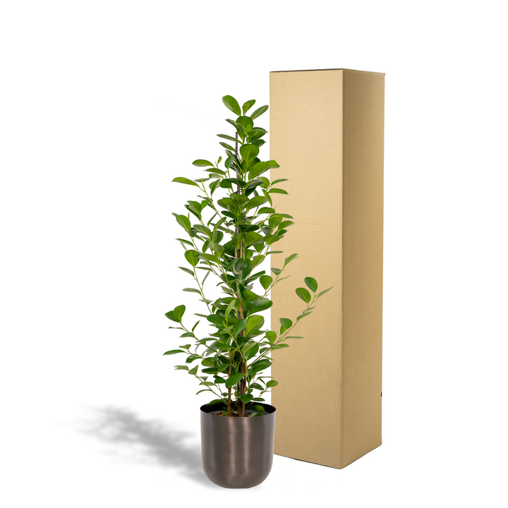 Ficus Microcarpa Moclame 95cm - Air Purifying Indoor Plant