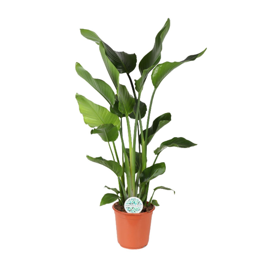 Strelitzia Nicolai Bird of Paradise plant in a 24cm pot, 110cm tall, featuring green architectural leaves by Everspring.