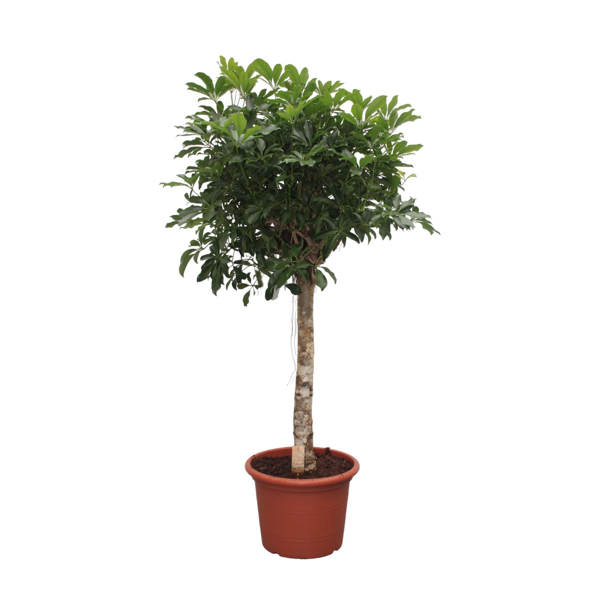 Künstlicher Schefflera Arboricola – 55 Cm Hohe Kunstpflanze, Realistisch & Pflegeleicht | Mit Topf, Für Wohnung & Büro