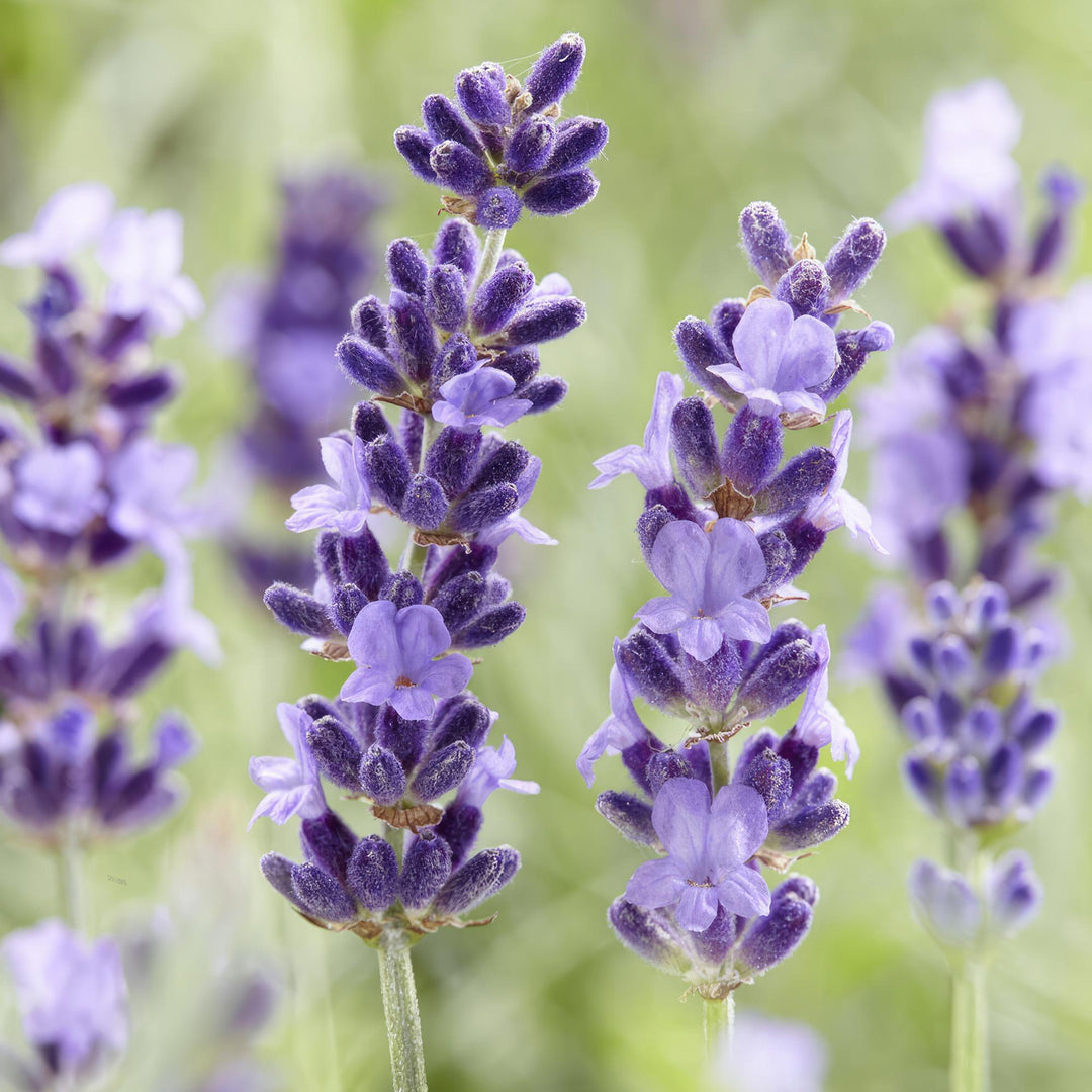 24x Lavandula Hidcote Lavender Plants - 10-25cm Height - 9cm Pot