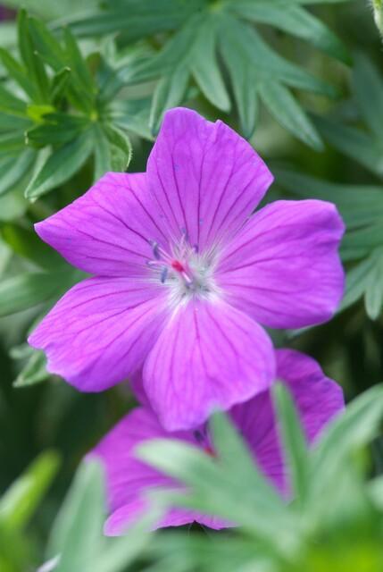 24x Compact Geranium 'Tiny Monster' Deep Blue Flowers 9cm Pots