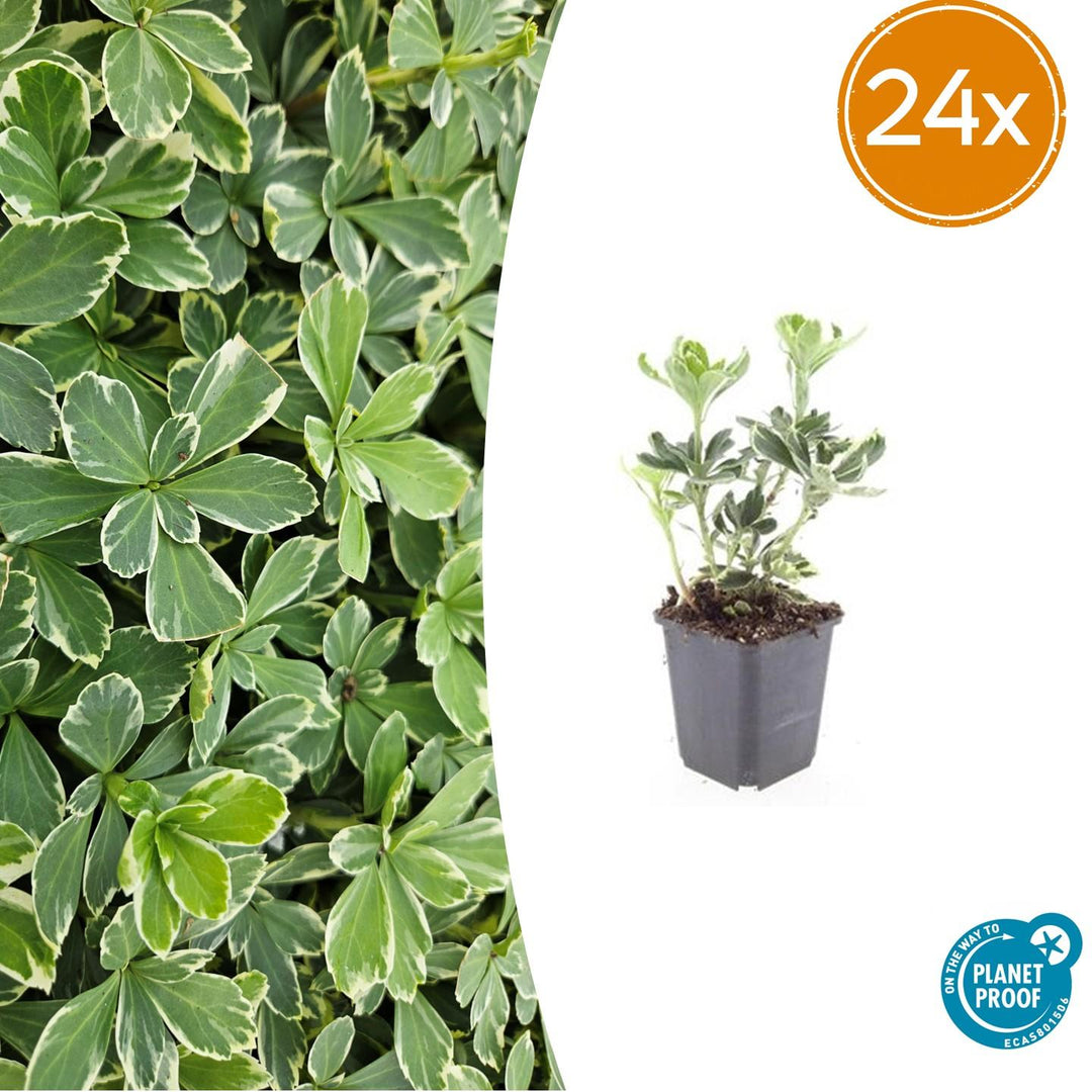 24x Pachysandra Variegata - Evergreen Variegated Ground Cover 10-25cm