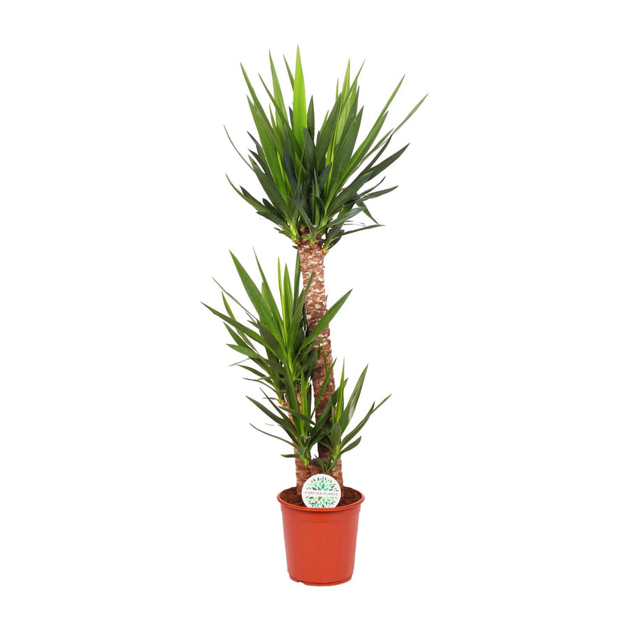 125cm tall spineless Yucca Elephantipes in a Ø24cm pot, vibrant green leaves, by Everspring, ideal air-purifying plant.