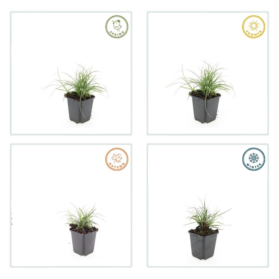 24x Luzula Nivea Snow Grass - Evergreen Silver Foliage - 10-25cm