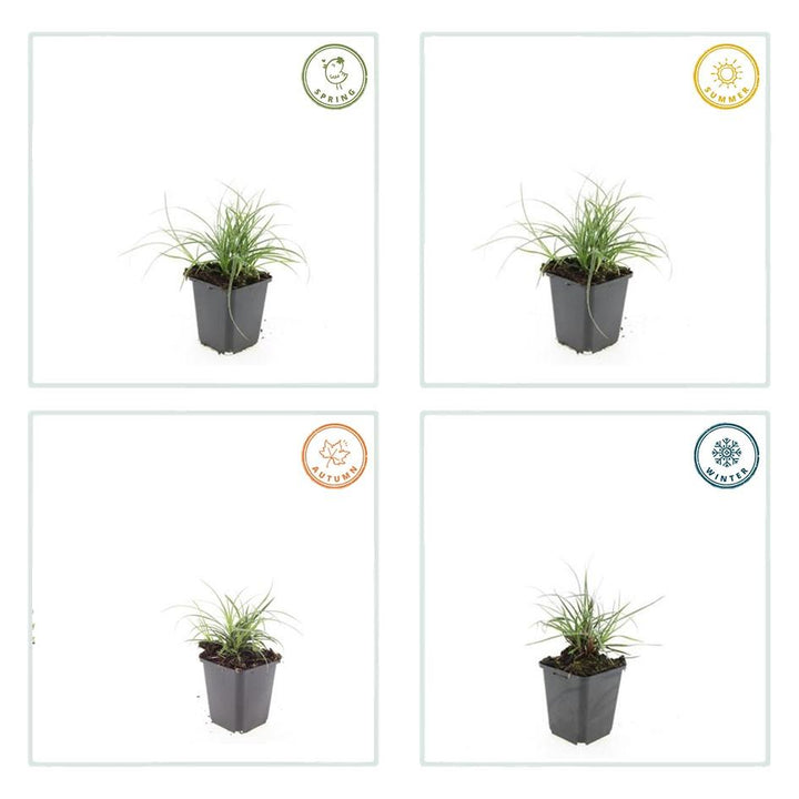 24x Luzula Nivea Snow Grass - Evergreen Silver Foliage - 10-25cm