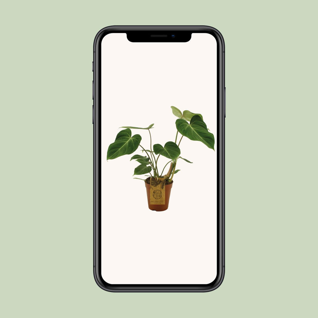 Philodendron Gloriosum indoor plant with velvety heart-shaped green leaves, by Everspring.