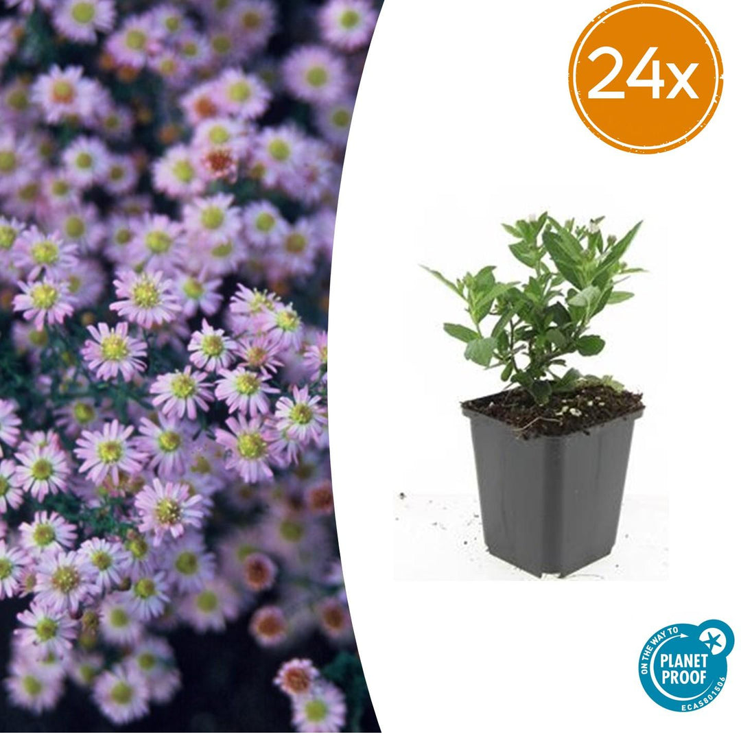 24x Aster ageratoides 'Stardust' White Star Flowers - 10-25cm