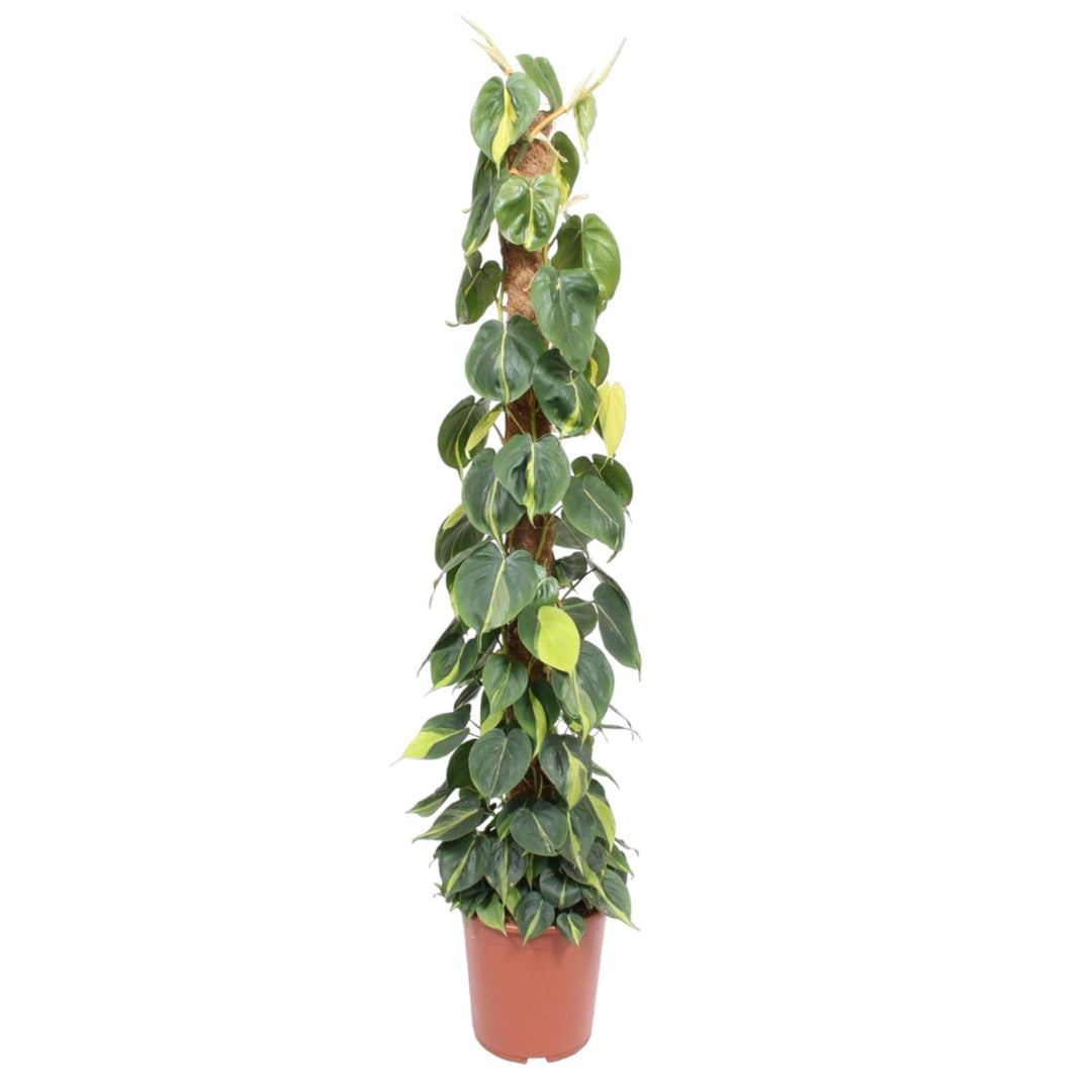 Philodendron Green Wonder - Heart-Shaped Leaves Indoor Plant