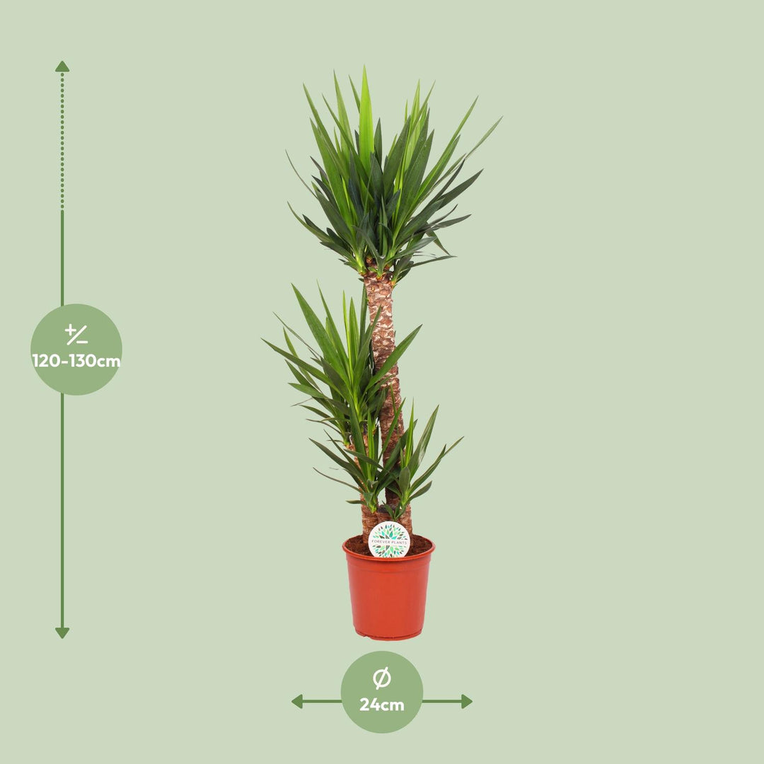 Yucca Elephantipes plant, 125cm tall, in a 24cm ceramic pot, featuring lush green leaves, by Everspring.