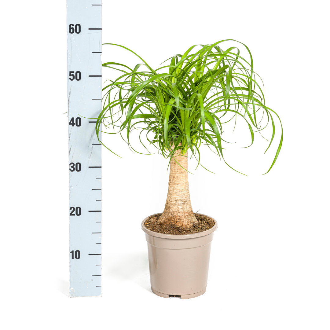 Beaucarnea Recurvata Stem Ø17cm - ↕40 - 60cm