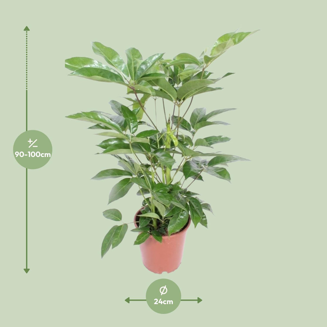 Green Schefflera Amate Umbrella Tree in 24cm pot, 100cm tall, by Everspring, ideal air-purifying plant for beginners