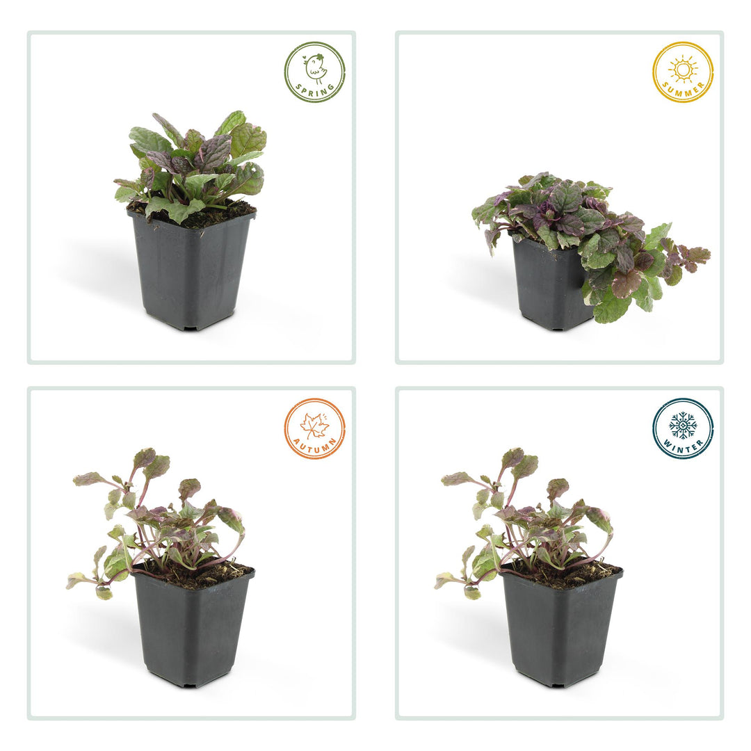 Ajuga reptans 'Burgundy Glow' plant in black pot, featuring green and burgundy foliage, 10-25cm tall, by Everspring.