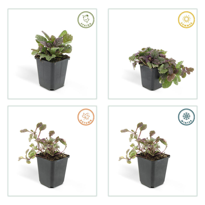 Ajuga reptans 'Burgundy Glow' plant in black pot, featuring green and burgundy foliage, 10-25cm tall, by Everspring.