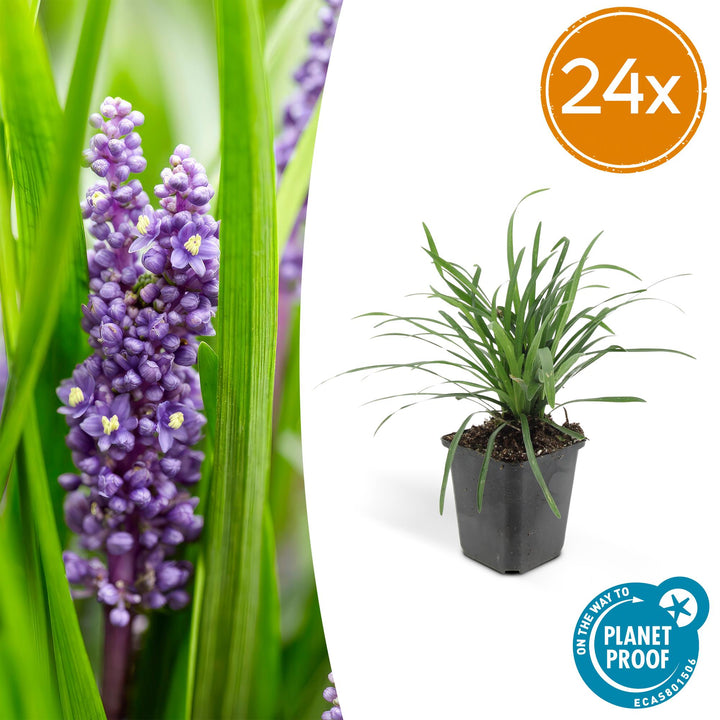 24x Liriope Big Blue Evergreen Ground Cover Plants 10-25cm
