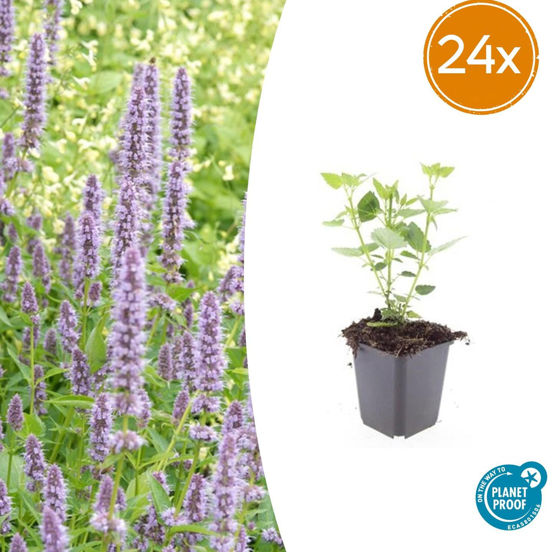 24x Agastache Blue Fortune Plants - Lavender-Blue Perennial - Ø9cm Pots