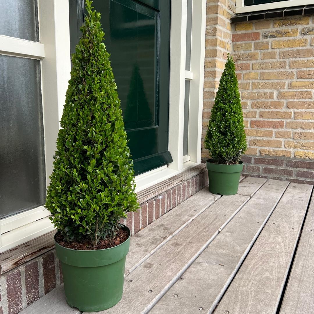 Ilex Crenata Pyramide 55cm | Evergreen Pyramid Topiary | Ø 21cm